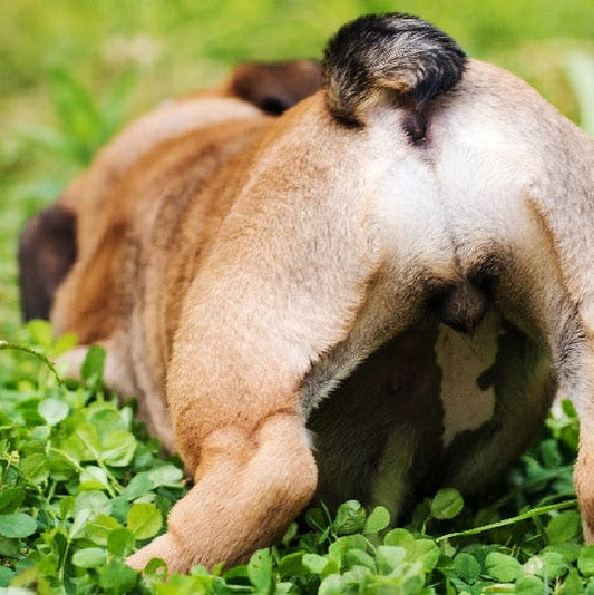 How A Raw Diet Benefits Your Dog's Anal Glands