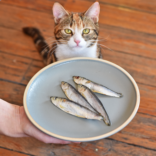 Why Are Cats Fussy Eaters?