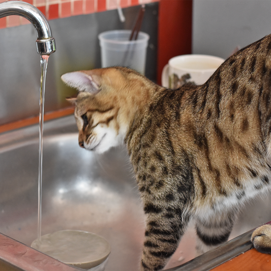 Raw Food Benefits for Your Cat's Kidneys