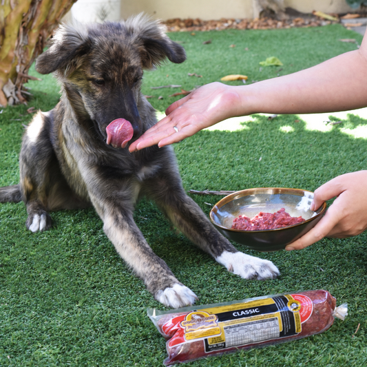 What is Raw Pet Food? Nature's Diet Plan!