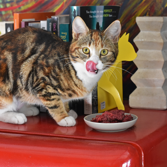 How to Transition Your Cat to Raw Cat Food
