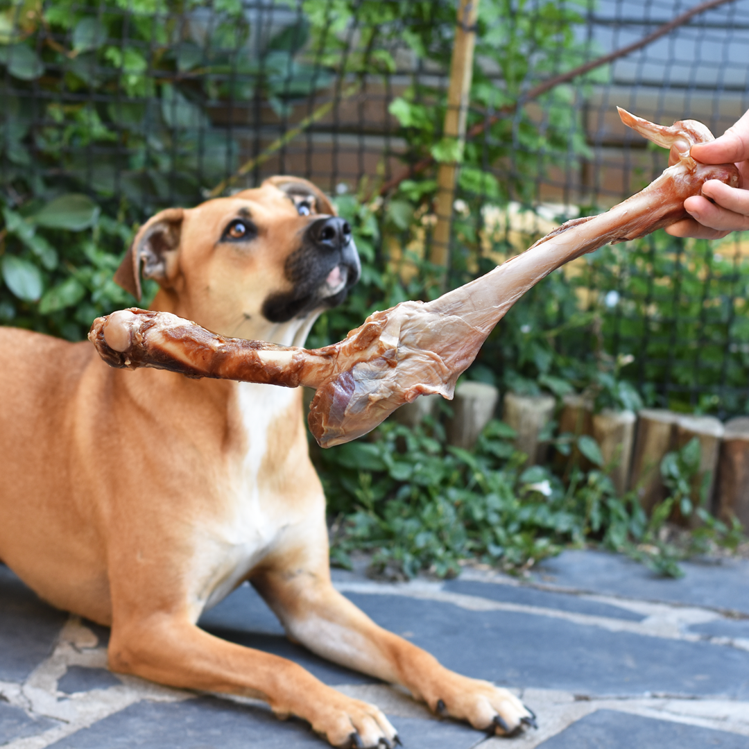 Benefits of Raw Bones for Dogs and Cats All Your Pets Need to Know