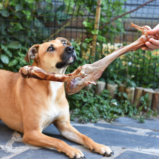 Benefits of Raw Bones for Dogs and Cats