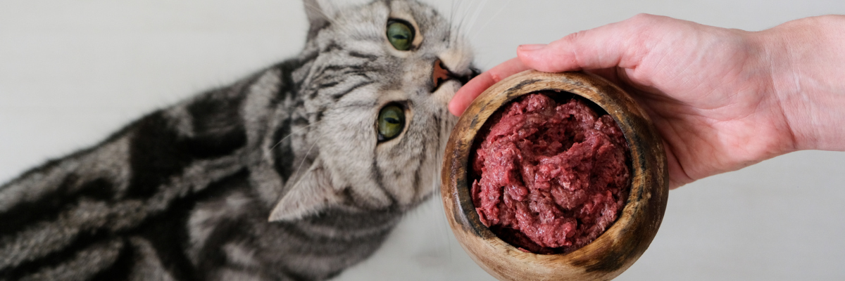 Cat Food