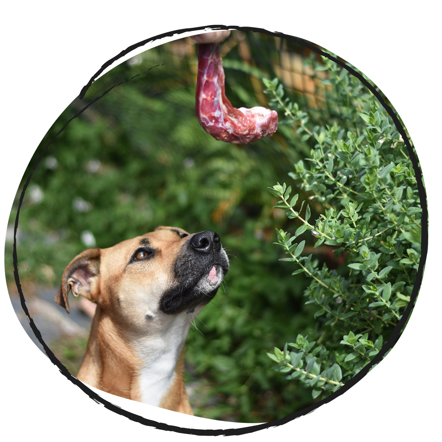 doggobone whole raw pet food duck necks 1kg dog sniffing