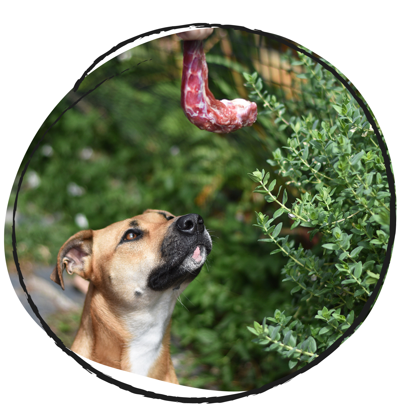 doggobone whole raw pet food duck necks 1kg dog sniffing