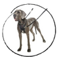 Halti no pull dog training harness on a large dog