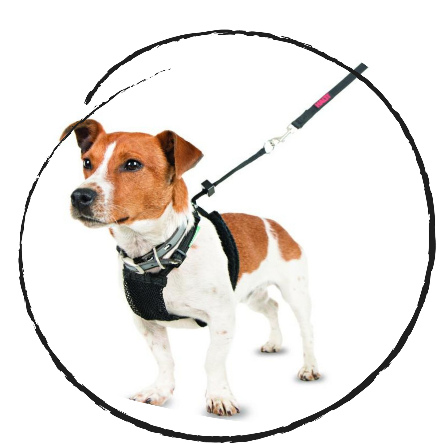 Halti no pull dog training harness on a small dog