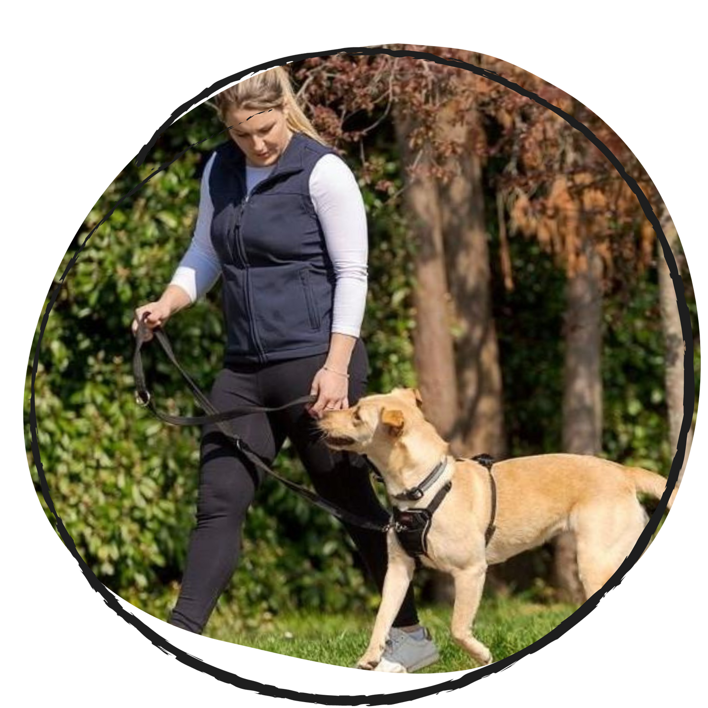 Halti no pull dog training harness on a dog