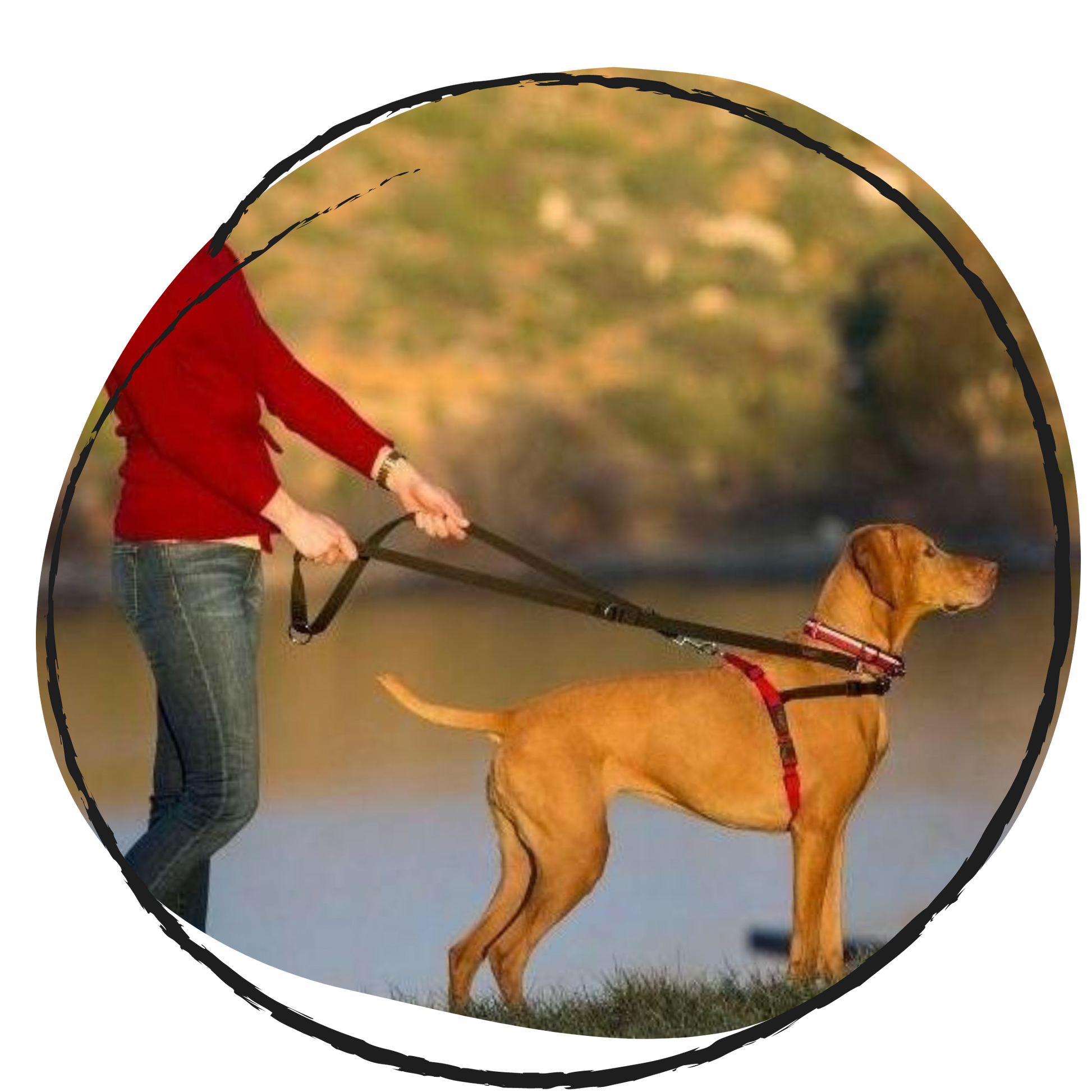 Halti front control dog training harness on a dog