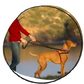 Halti front control dog training harness on a dog