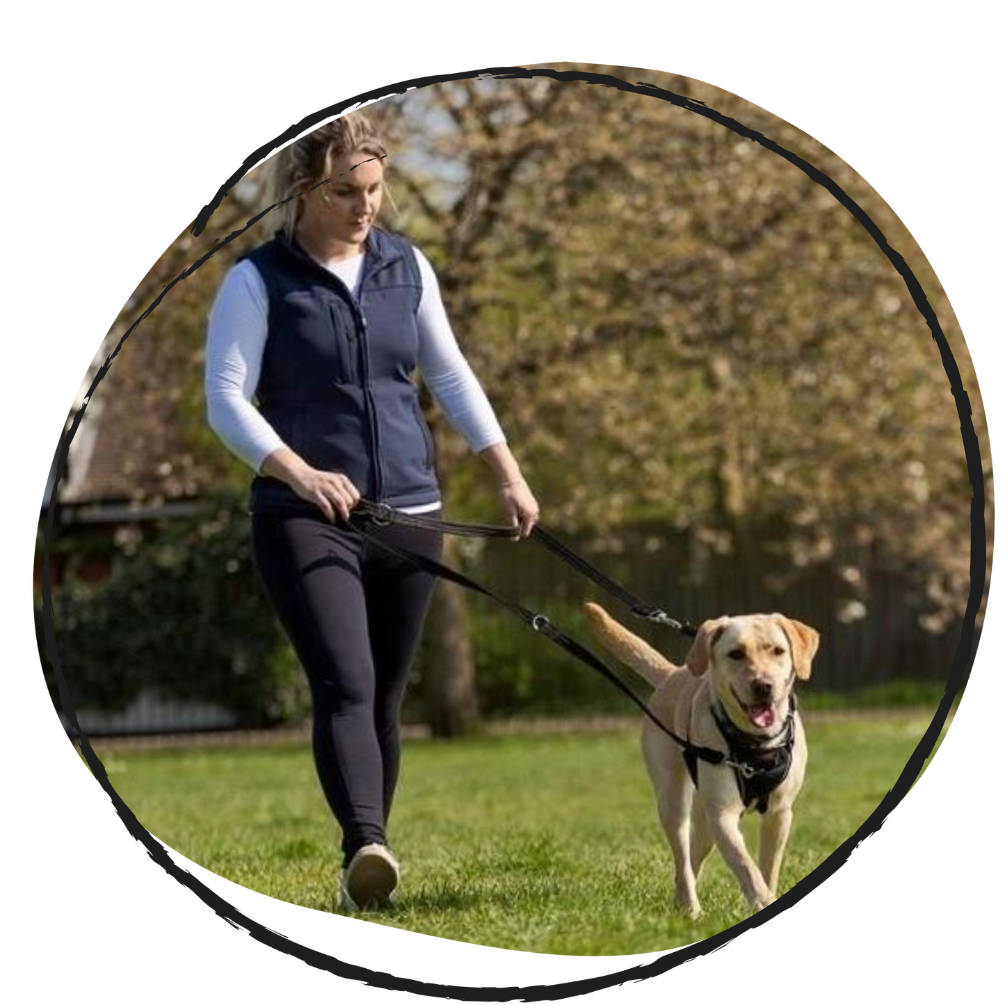 Halti training dog lead walking 