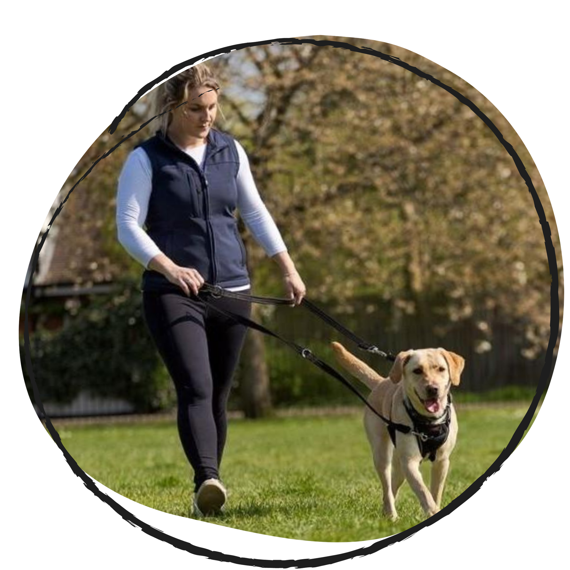 Halti training dog lead walking