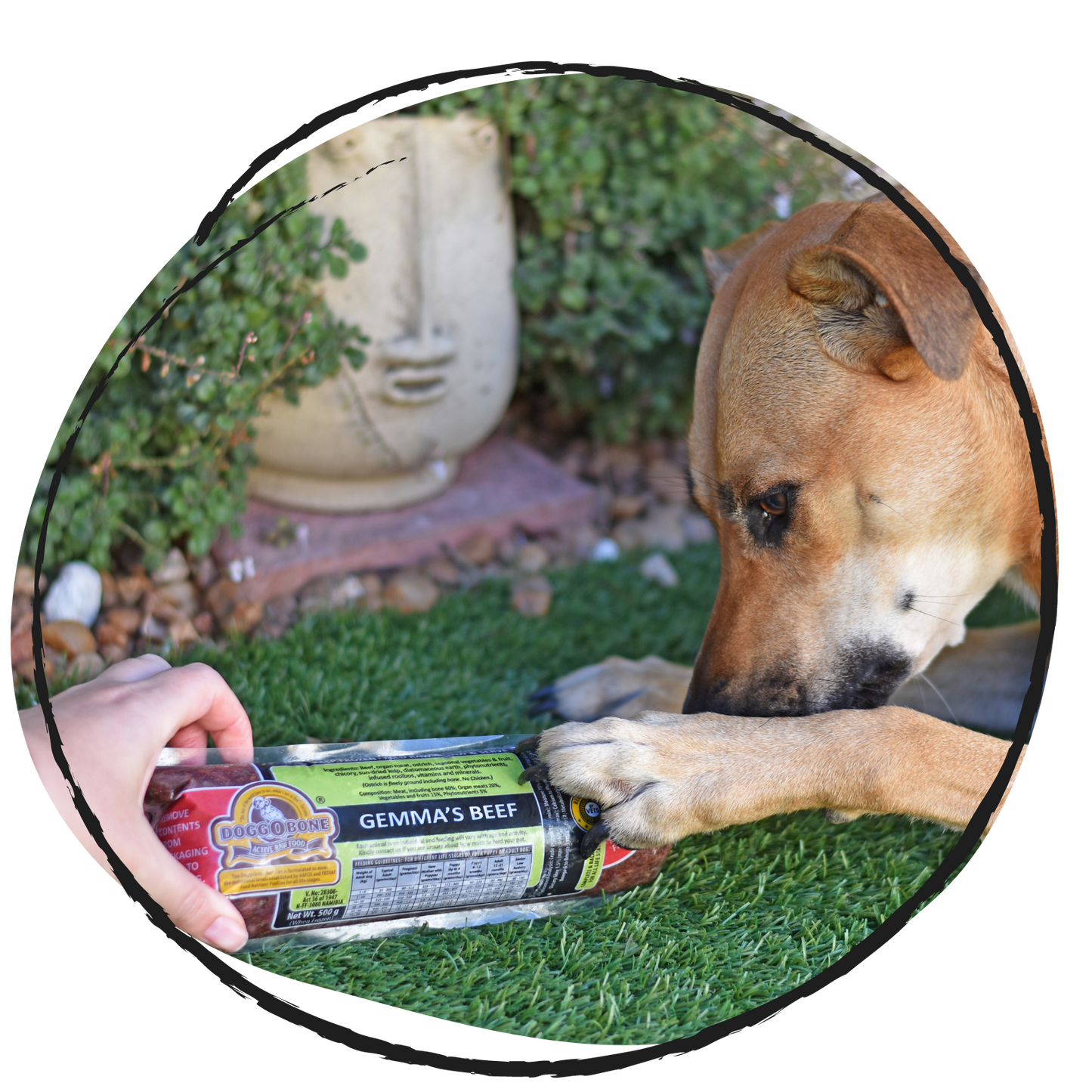 Doggobone Raw Dog Food Gemma's Beef green tripe Meal 500g dog sniffing