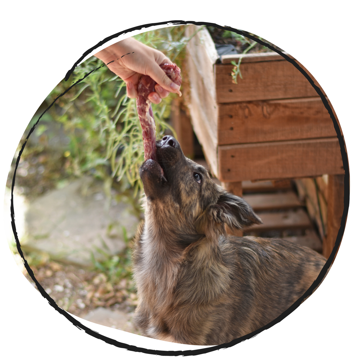 doggobone whole raw pet food duck necks 1kg puppy eating