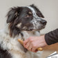 Miki Bamboo Anti Tangle Rake Dog Brush with border collie