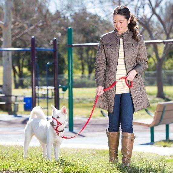 Halti training dog lead on a small dog