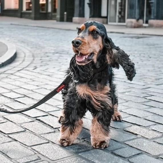 Halti training dog lead walking in the street