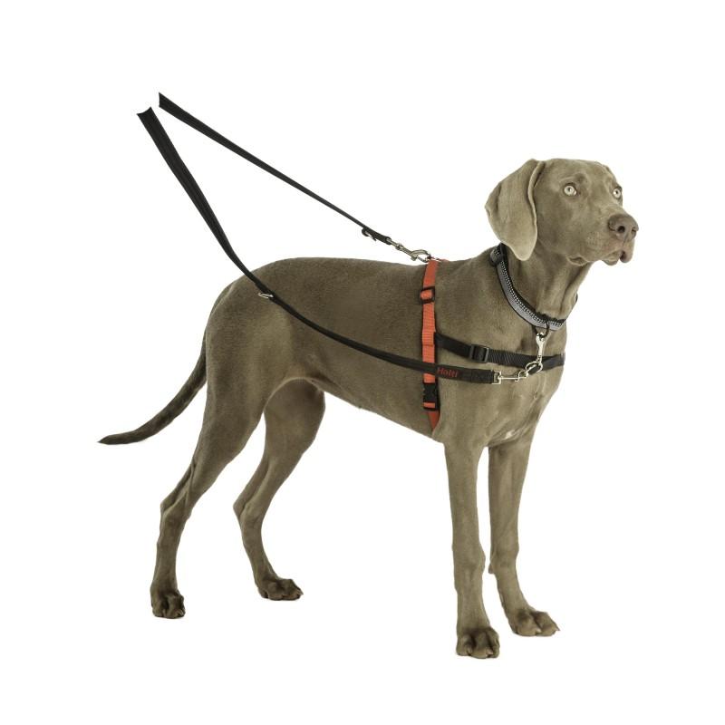 Halti training dog lead on a large dog