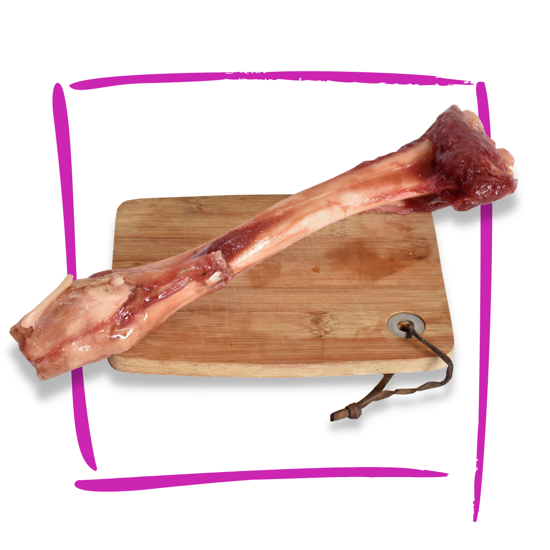 Giant Venison Bone RawFedPets