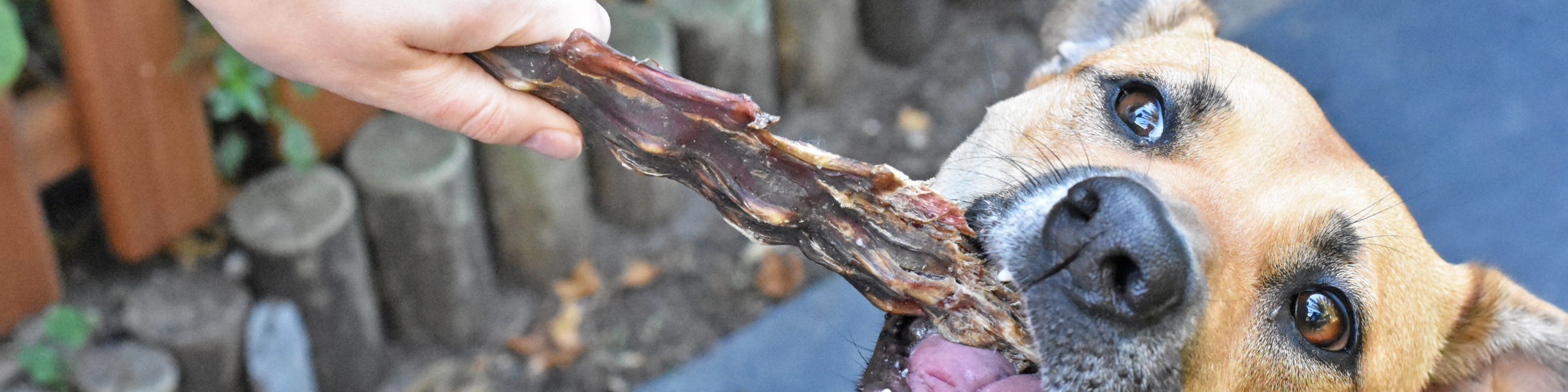 New Yummies Treats for Dogs and Cats RawFedPets