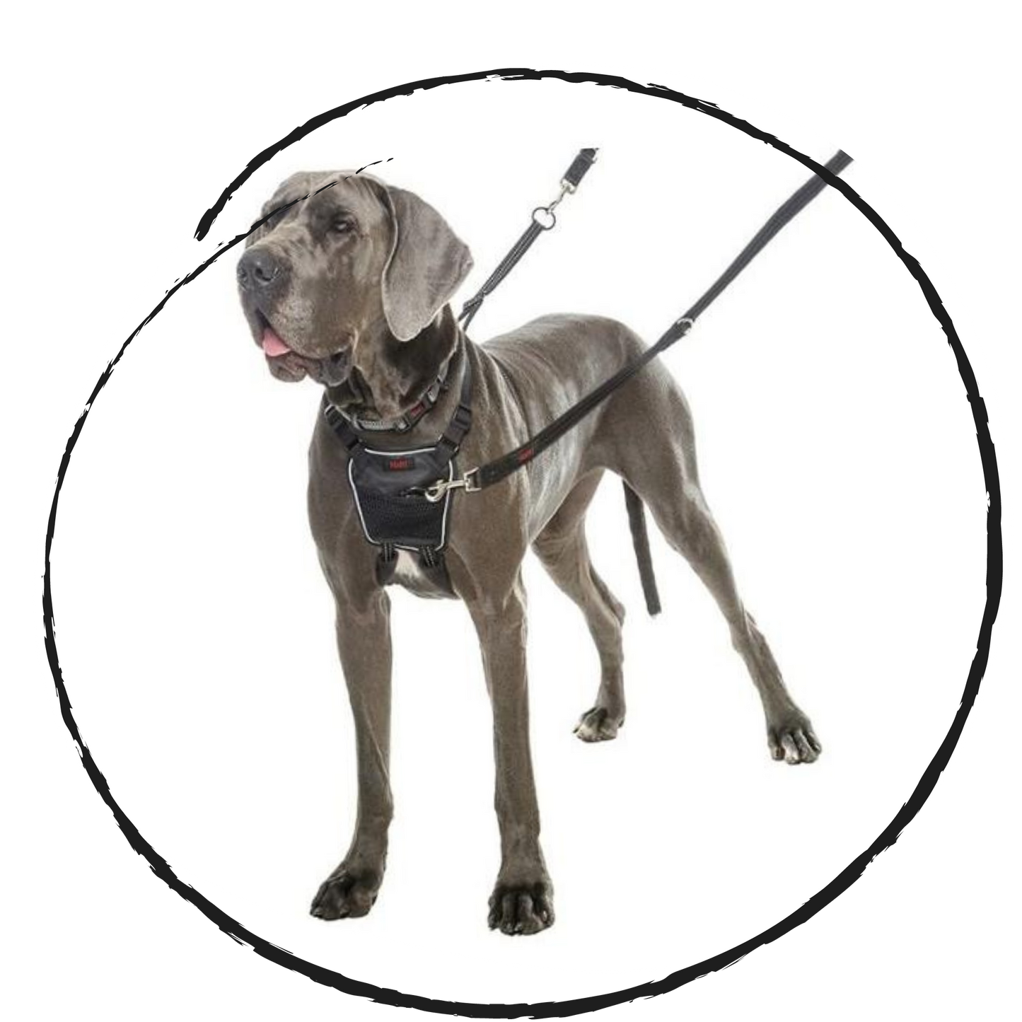 Halti no pull dog training harness on a large dog