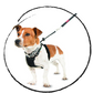 Halti no pull dog training harness on a small dog