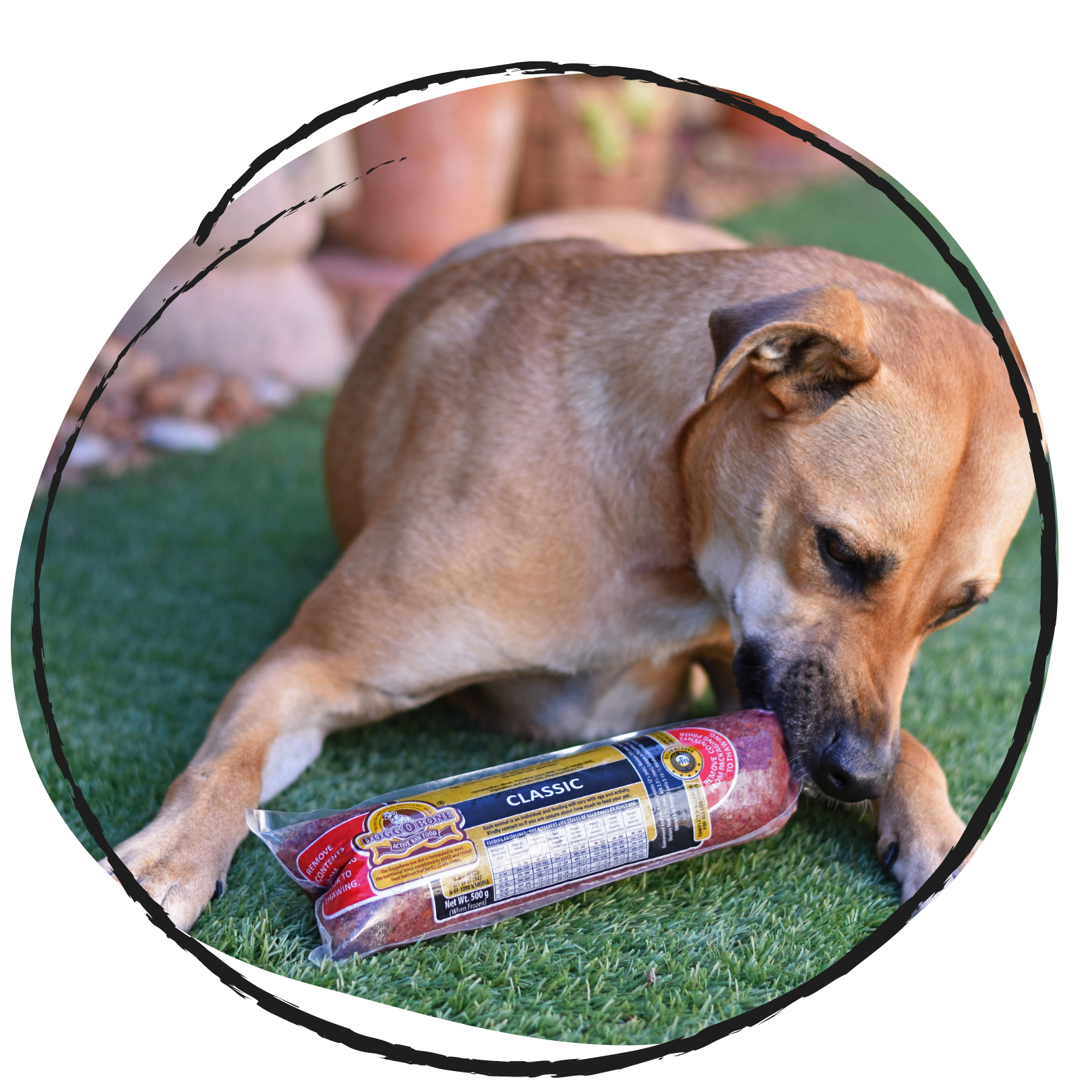 Doggobone sales raw food