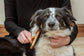 Miki Bamboo Soft Pin Slicker Dog Hair Brush border collie