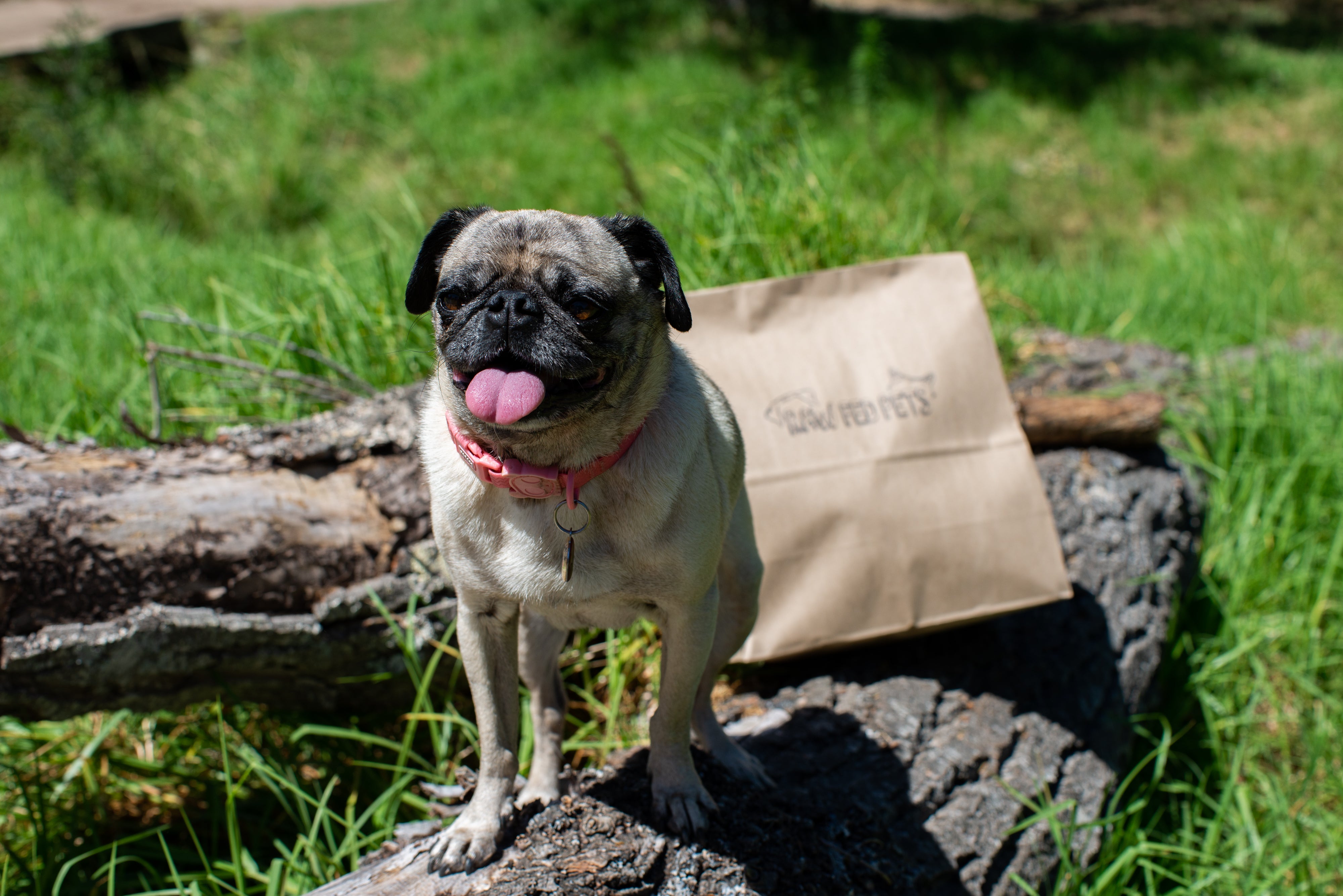 Gift Voucher for Raw Fed Pets RawFedPets